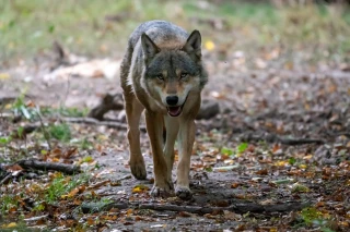 Après plusieurs attaques au Gaec de la Cordière, un loup abattu à Jujurieux