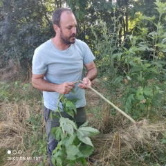 Ambroisie trifide : « C’est aux agriculteurs de la gérer et de l’arracher »