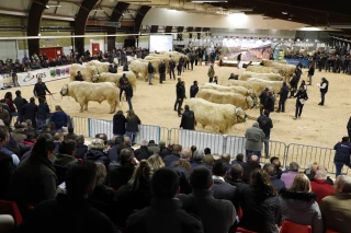 La race charolaise en finale nationale 