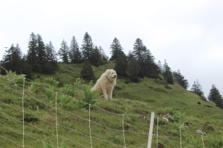 « Pour un pastoralisme durable et prospère »