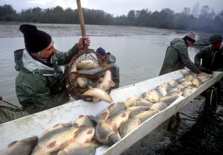 2024, l’année de la reconstruction pour la pisciculture dombiste