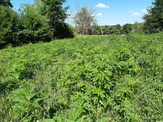 Reconnaître l’ambroisie trifide