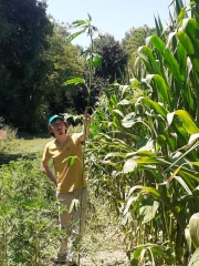 Ambroisie trifide : la connaître pour mieux la gérer