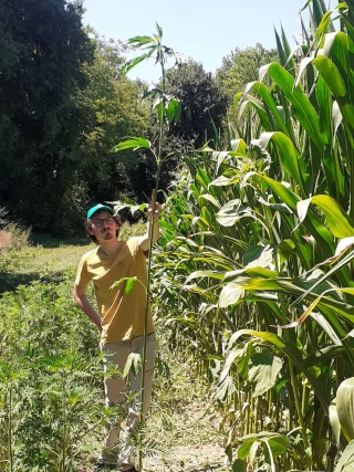 Ambroisie trifide : la connaître pour mieux la gérer