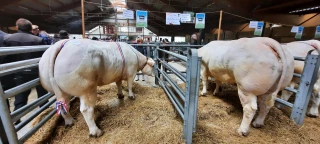  J-2 avant le concours du Bœuf de Pâques au foirail de la Chambière