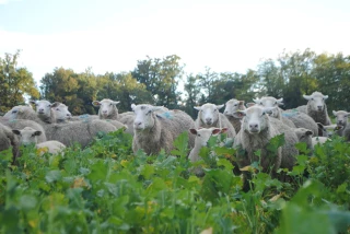 Le pâturage des couverts, gagnants pour les éleveurs et pour les cultures 