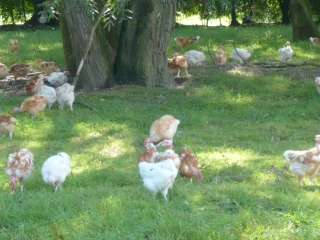 La filière avicole cherche des candidats à l’installation