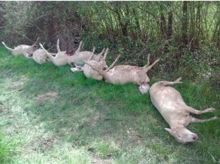 La Brigade mobile d’intervention grands prédateurs dépêchée à La Bergerie de la Cordière