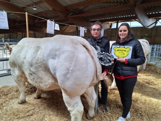 Bœuf de Pâques : les races à viande font le show au foirail