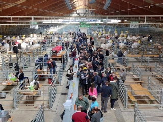 Bœuf de Pâques : le top des races à viande s’expose au foirail