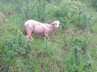 Un deuxième tir de défense simple accordé dans le département