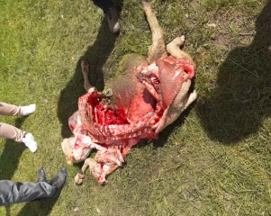 Six attaques de loup en moins d'une semaine. « On est vraiment sur une sorte de harcèlement du loup », admet la sous-préfète