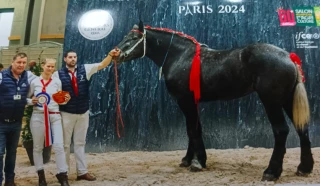 En robe de mariée, la percheronne Lira atteint les étoiles 