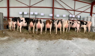 Prim'Holstein : Une année peu chargée mais de bons résultats en morphologie