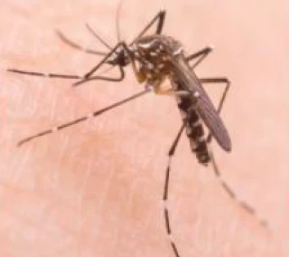 La lutte contre le moustique tigre, c’est l’affaire de tous