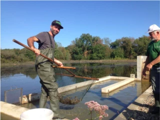 La demande des pisciculteurs de pouvoir élever des crevettes peine à sortir la tête de l’eau