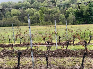 Gel d’avril : les secteurs de Cerdon, Seyssel, Lhuis et Groslée particulièrement sinistrés