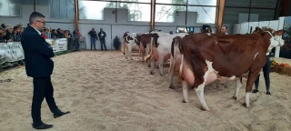  Les Montbéliardes font leur show à Gex