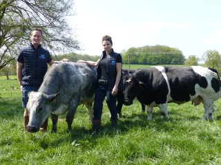 La Blanc Bleu belge : une race « écologique, puissante et 100 % valorisable » 