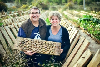 Manquera-t-on d’escargots pour Noël ?
