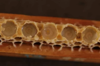 Les secrets de fabrication de la gelée royale 