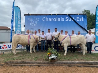 Concours charolais : une belle sortie pour les éleveurs de l’Ain 