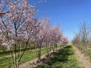 Économie d’eau : la recette magique de Daniel Soupe