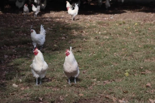 Un troisième cas détecté