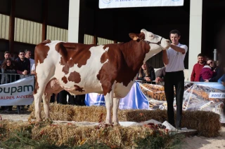 Une année record avec 73 vaches en lice 