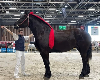 Kalouna de But, championne de la race Percheronne à deux ans  