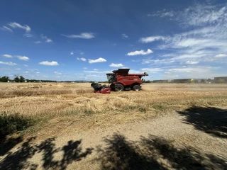 Place aux blés et aux colzas
