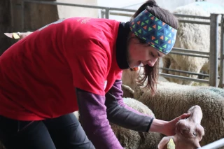 Ovinpiades : un concours pour séduire les jeunes pousses
