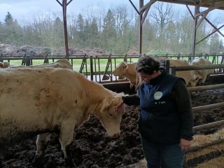 Grippe intestinale bovine : un virus souvent bénin mais contraignant