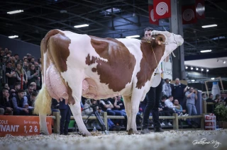 La Montbéliarde de l’Ain met tout le monde d’accord