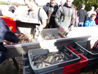 Lancement du premier logiciel dédié aux pisciculteurs d’étangs en France