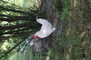 Gloire aux Glorieuses 