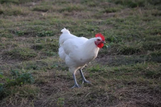 Les éleveurs veulent créer leur coopérative