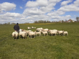 Loup : « Il en va de la pérennité de l’élevage ! »