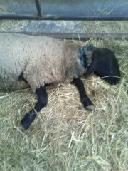 22 brebis victimes du loup à Chazey-Bons