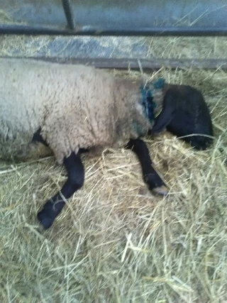 22 brebis victimes du loup à Chazey-Bons