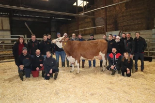 La race Simmental accueillera bientôt de nouveaux juges