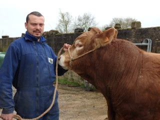 De toutes les races, c'est la Limousine qu'ils préfèrent 