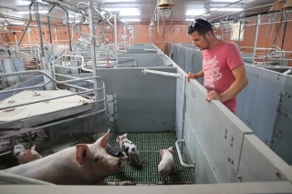 Les éleveurs de porcs entre le marteau et l’enclume 