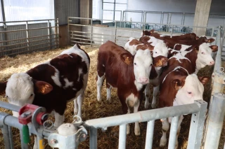 FCO-8 : « Il ne faut pas s’alarmer, le mieux reste de surveiller les animaux »