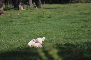 Bovins-Croissance : performances remarquables de la race Charolaises  