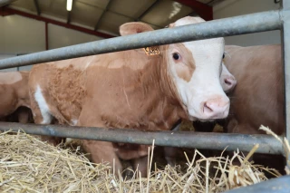 La réglementation à connaître pour les mouvements d'animaux