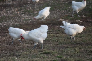 Le cahier des charges des volailles AOP modifié temporairement 