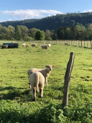 Une vingtaine de brebis attaquées à Hauteville-Lompnes 