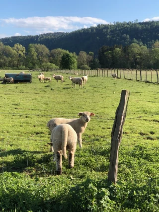 Une vingtaine de brebis attaquées à Hauteville-Lompnes 