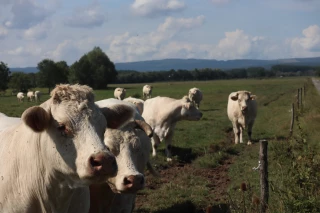 Belles performances de la race Charolaise dans l’Ain